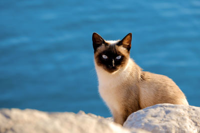 Close-up portrait of a siamese cat sitting on a rock with the sea in the background.