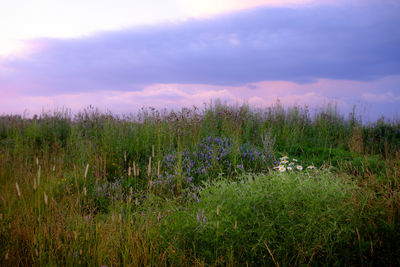 Plants growing on field against sky