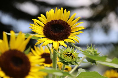 Close-up of sunflower