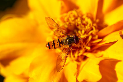 Close-up of bee pollinating on yellow flower