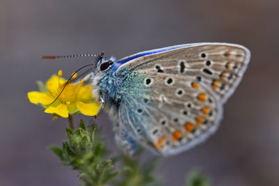 Close-up of butterfly pollinating on flower