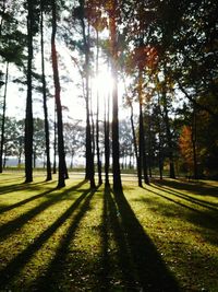 Trees on landscape