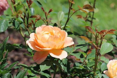 High angle view of rose flowers blooming at park