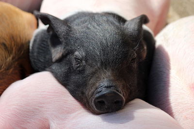 Close-up of dog sleeping