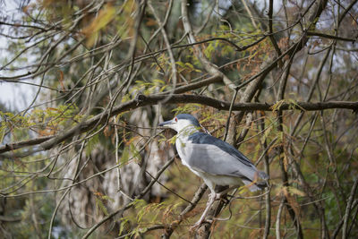 Close up of a black-crowned night heron nycticorax nycticorax on a tree branch