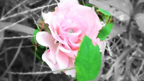 Close-up of pink rose blooming outdoors