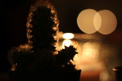 Close-up of illuminated christmas tree at night
