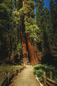 Road amidst trees in forest