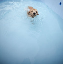 Portrait of dog in swimming pool