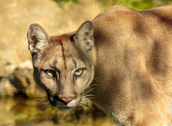 Close-up portrait of a lioness