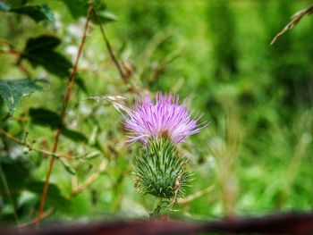 Close-up of purple flower