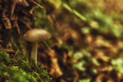 Close-up of fly on mushroom