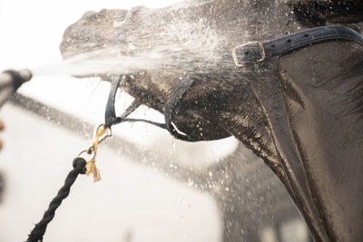 Close-up of horse being washed