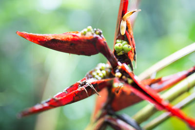 Close-up of plant against blurred background