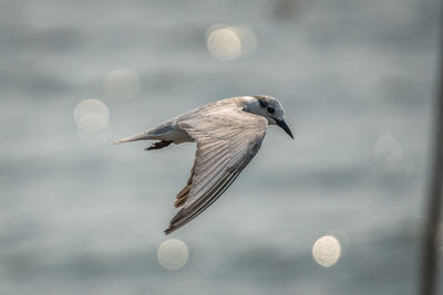 Close-up of seagull flying