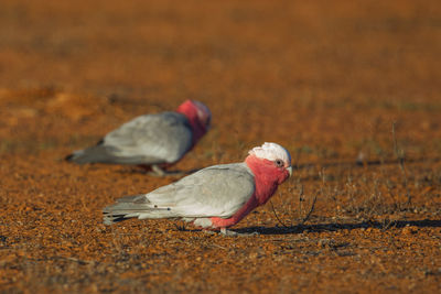 Close-up of bird perching on ground