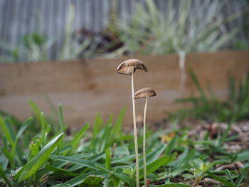 Close-up of mushroom growing on field