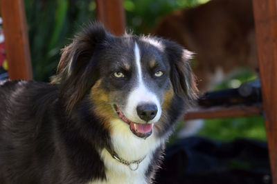 Close-up portrait of black dog