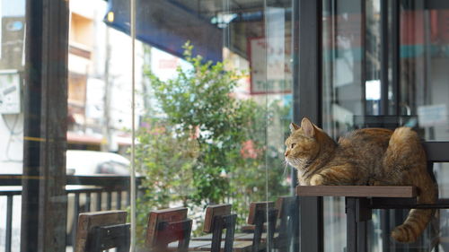 Cat sitting by window