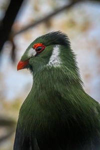 Close-up of a bird