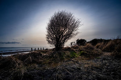 Tree by sea against sky