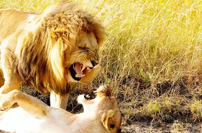 Lion and lioness in grass