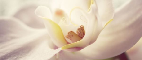 Close-up of white rose