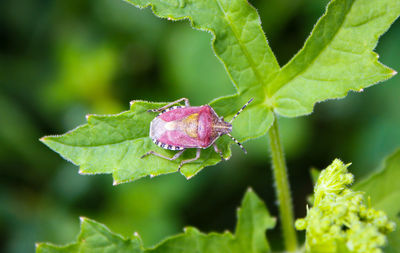 Close-up of green leaves and insect