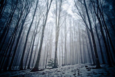 Trees in forest during winter