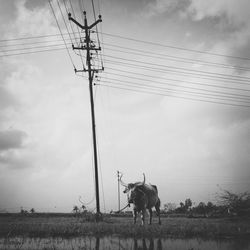 Bull standing on field against sky