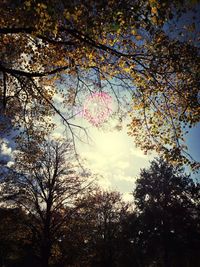 Low angle view of trees against sky