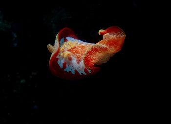 Close-up of jellyfish against black background