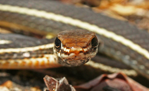 Close-up portrait of a lizard