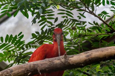 Bird perching on branch against sky