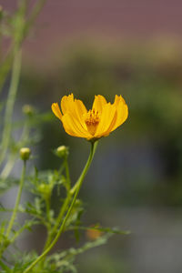 Close-up of yellow flowering plant