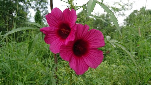 Close-up of hibiscus blooming outdoors