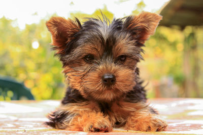 Closeup of baby yorkshire terrier puppy outside. front portrait of young and cute yorkie pup, 