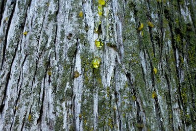 Full frame shot of tree trunk