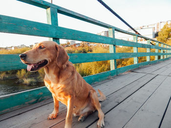 Dog looking away while sitting on railing