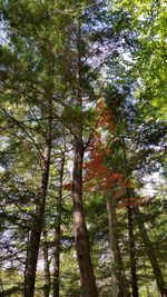 Low angle view of trees in forest