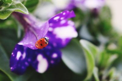 Close-up of ladybug on purple flower