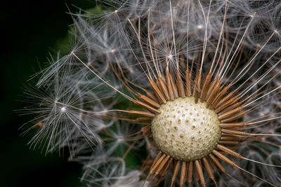 Close-up of dandelion