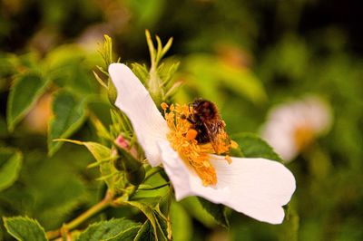 Close-up of bee on flower