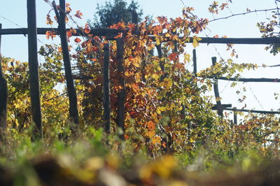 Trees and plants growing on field against sky