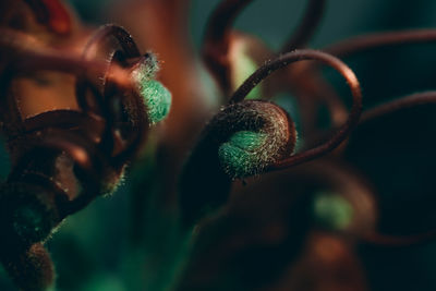 Close-up of purple flower