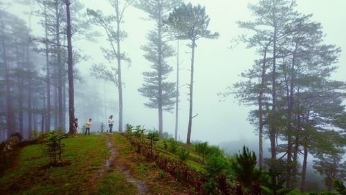 Trees in forest against sky