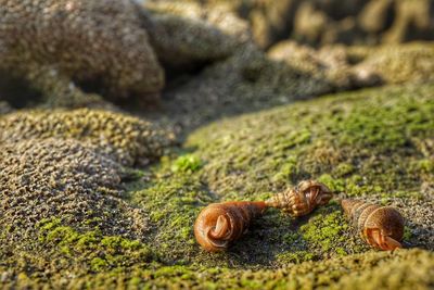 Close-up of snail on leaf