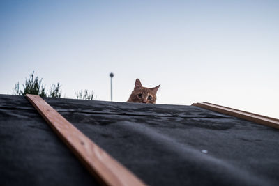 Portrait of cat against clear sky