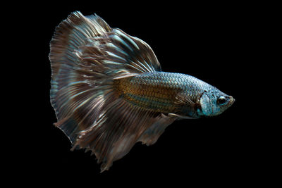 Close-up of fish swimming against black background