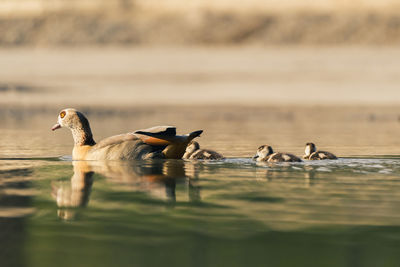 Duck swimming in lake